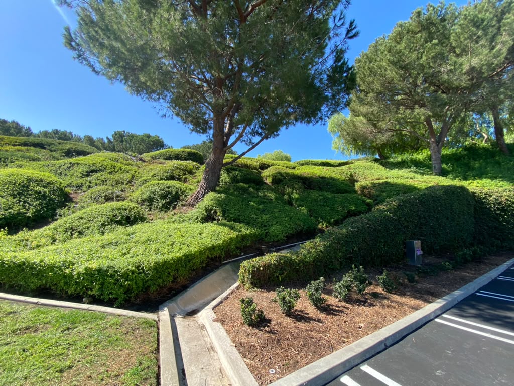 Dense green groundcover and shaped shrubs on a landscaped hillside