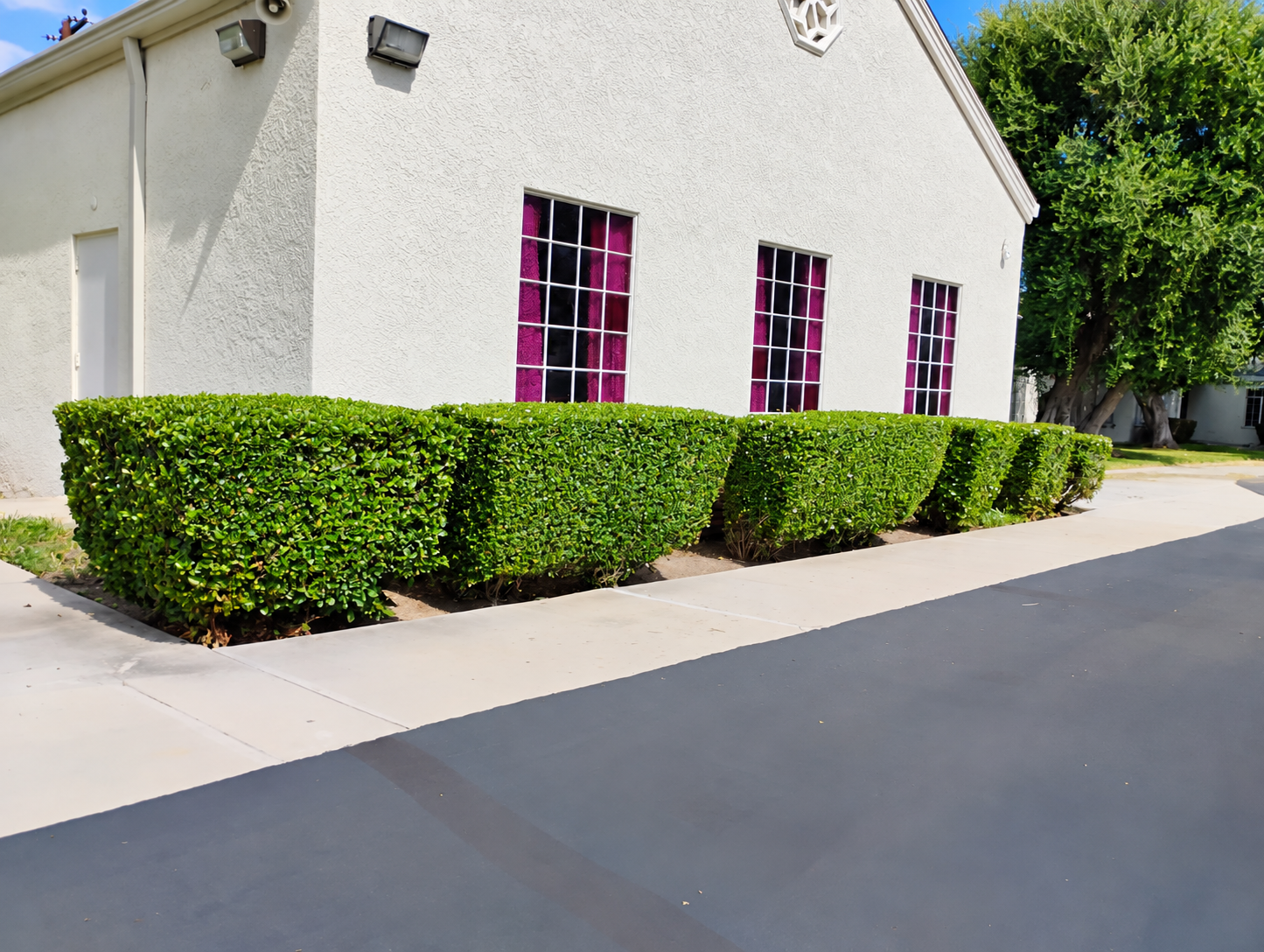 Neatly shaped hedges beside a building and walkway