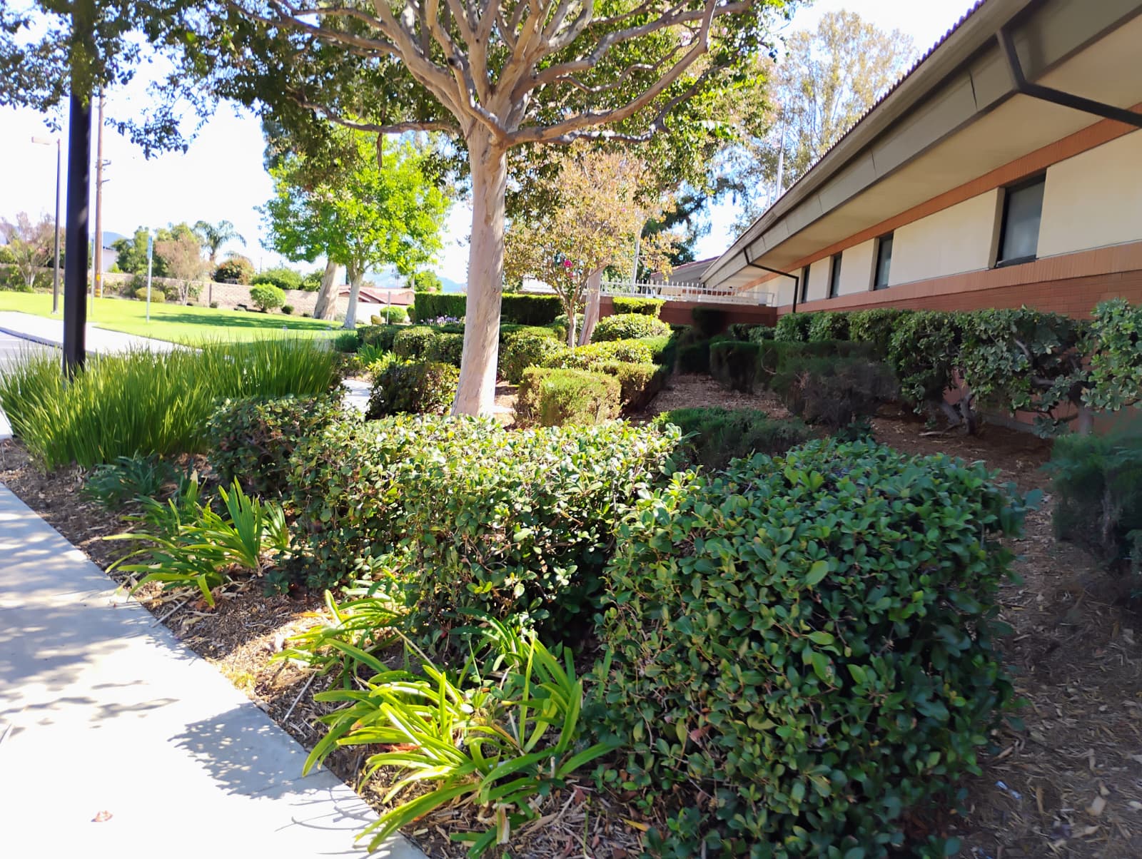 Leafy plants and established shrubs beside a maintained walkway