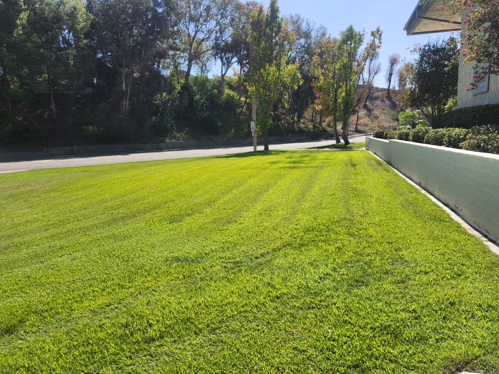 Healthy green lawn with even mowing stripes